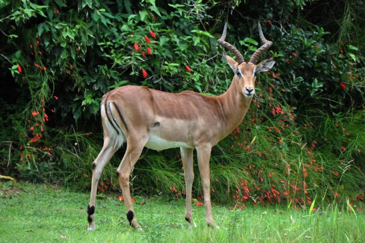 Legend Safaris 257A - In Kruger Park Lodge هازيفيو المظهر الخارجي الصورة